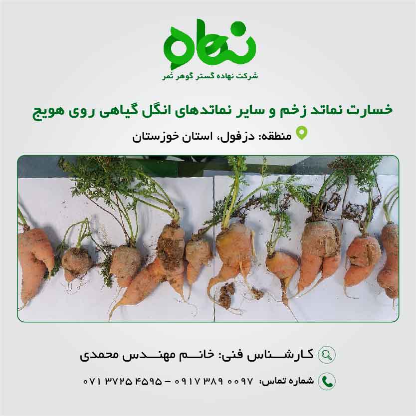 خسارت نماتد زخم و سایر نماتد های انگل گیاهی روی هویج